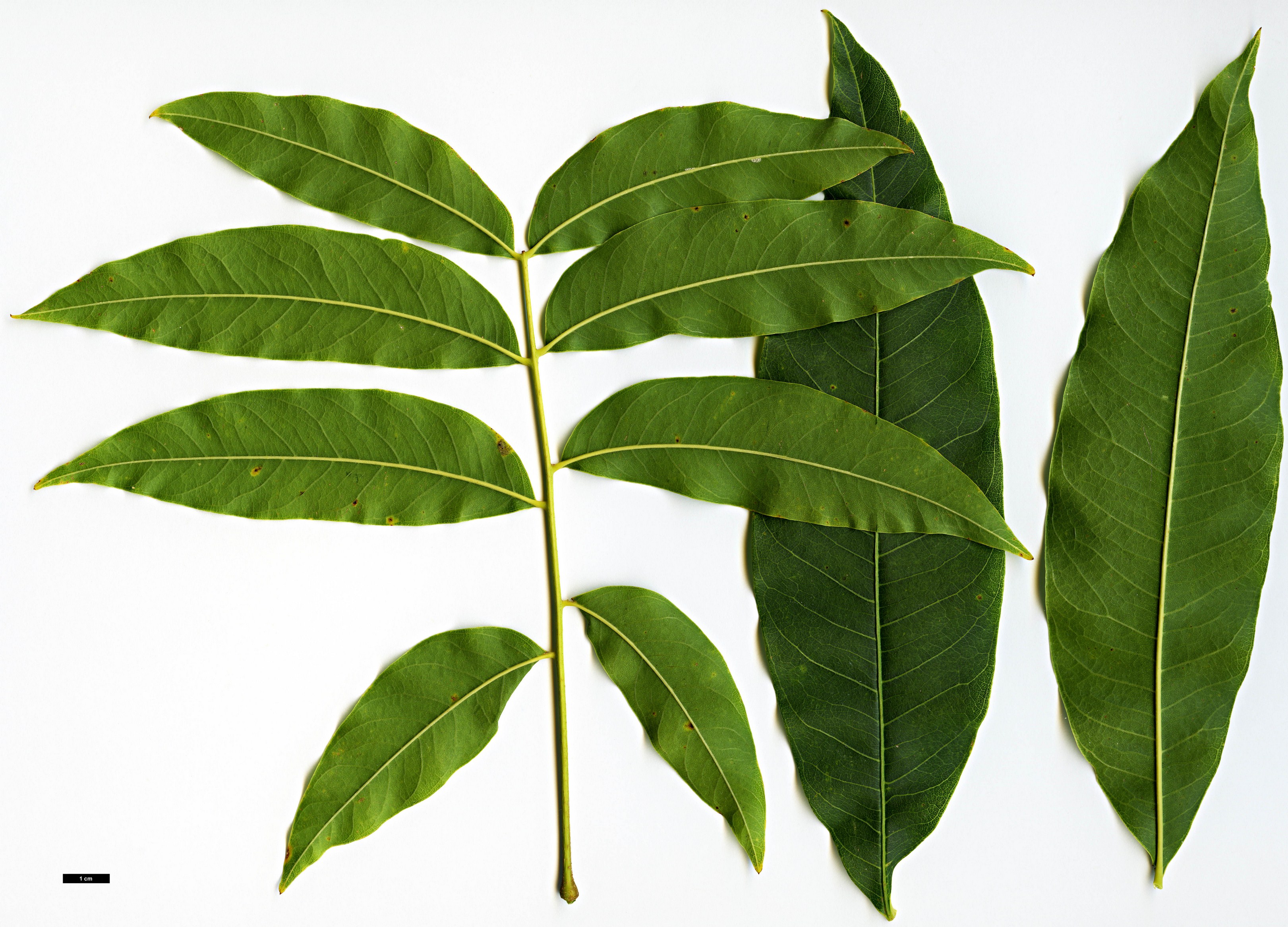 High resolution image: Family: Sapindaceae - Genus: Sapindus - Taxon: mukorossi